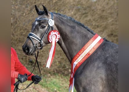 Austrian Warmblood, Stallion, 5 years, 16,3 hh, Gray