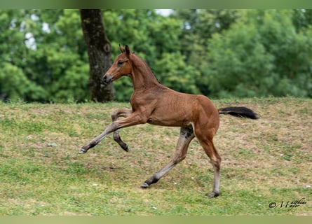 Austrian Warmblood, Stallion, Foal (05/2026), 16.1 hh, Brown