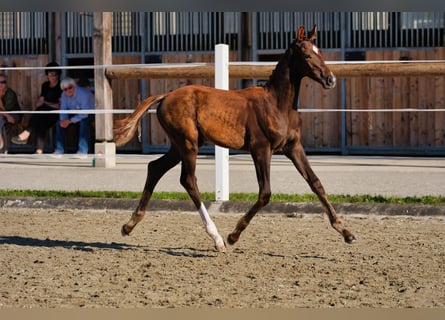 Austrian Warmblood, Stallion, Foal (05/2026), 16.2 hh, Chestnut