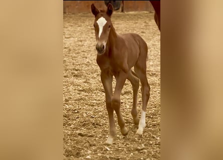Austrian Warmblood, Stallion, Foal (03/2023), 16.2 hh, Chestnut-Red