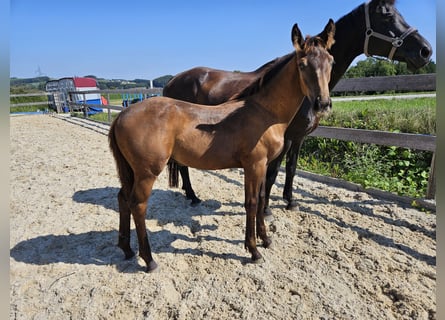 Österreichisches Warmblut, Hengst, Fohlen (04/2024), 16,3 hh, Buckskin