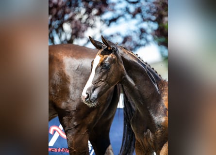 Austrian Warmblood, Stallion, Foal (04/2025), 16,2 hh, Chestnut