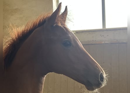 Austrian Warmblood, Stallion, Foal (05/2025), 16,2 hh, Chestnut-Red
