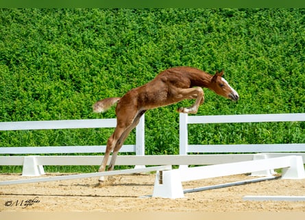 Austrian Warmblood, Stallion, Foal (04/2025), 16,2 hh, Chestnut-Red