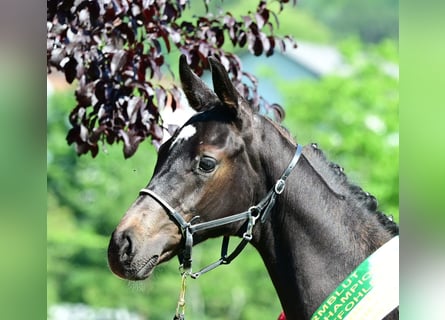 Austrian Warmblood, Stallion, Foal (03/2025), 16,2 hh, Smoky-Black