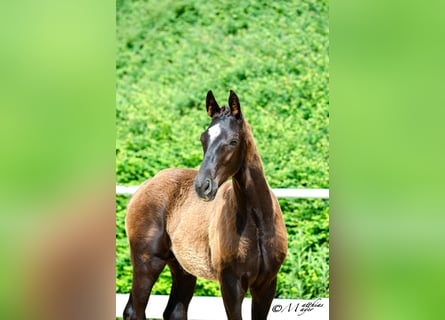Austrian Warmblood, Stallion, Foal (02/2025), 16,3 hh, Black