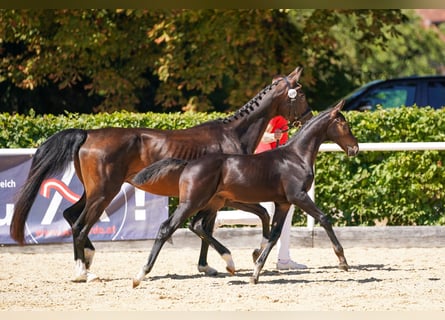 Austrian Warmblood, Stallion, Foal (05/2026), Bay-Dark