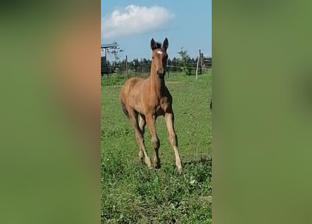 Austrian Warmblood, Stallion, Foal (04/2024), Brown