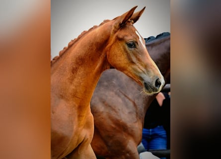 Austrian Warmblood, Stallion, Foal (03/2025), Chestnut