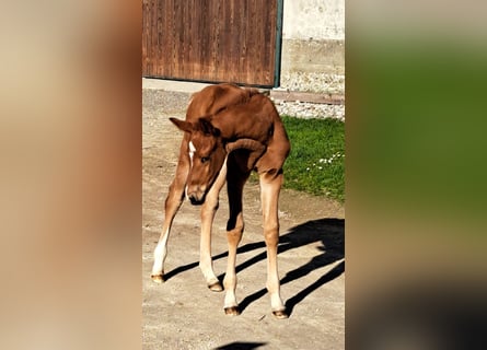 Austrian Warmblood, Stallion, Foal (03/2025), Chestnut