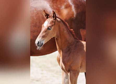 Austrian Warmblood, Stallion, Foal (05/2024), Chestnut-Red