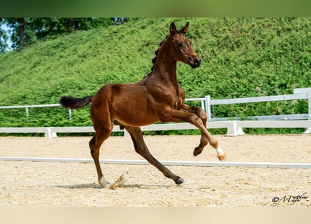 Austrian Warmblood, Stallion, Foal (04/2026)