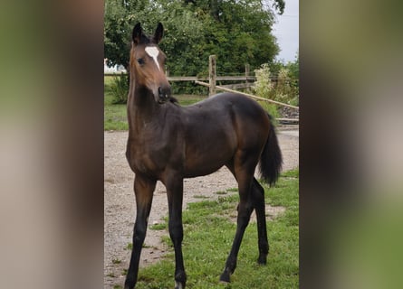 Austrian Warmblood, Stallion, Foal (01/2025)