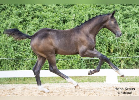 Austrian Warmblood, Stallion, Foal (02/2023), Gray