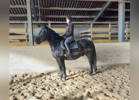 Autres chevaux de trait, Hongre, 10 Ans, 160 cm, Noir
