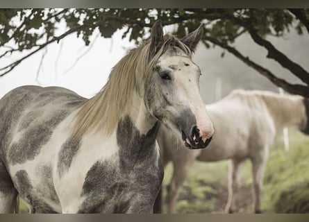 Autres chevaux de trait Croisé, Hongre, 2 Ans, 155 cm, Rouan bleu