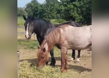 Autres chevaux de trait, Hongre, 4 Ans, 155 cm, Noir