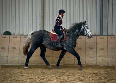 Autres chevaux de trait, Hongre, 4 Ans, 155 cm, Rouan bleu