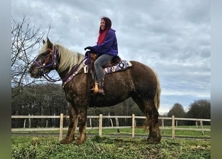 Autres chevaux de trait, Hongre, 4 Ans, 156 cm, Alezan brûlé