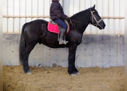 Autres chevaux de trait, Hongre, 4 Ans, 164 cm, Noir