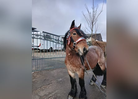 Autres chevaux de trait, Hongre, 4 Ans, 173 cm, Bai