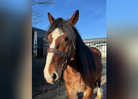 Autres chevaux de trait, Hongre, 5 Ans, 150 cm, Alezan brûlé