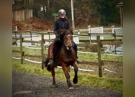 Autres chevaux de trait, Hongre, 5 Ans, 150 cm, Bai