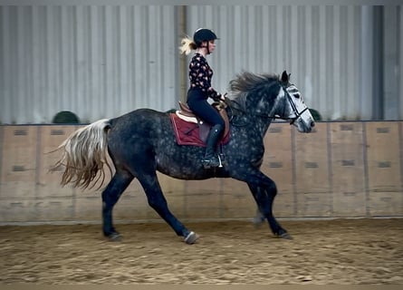 Autres chevaux de trait, Hongre, 5 Ans, 155 cm, Rouan bleu