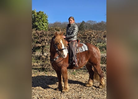 Autres chevaux de trait, Hongre, 5 Ans, 157 cm, Alezan