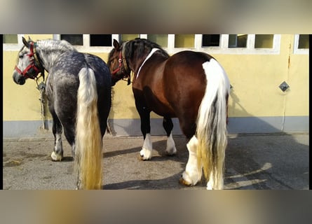 Autres chevaux de trait, Hongre, 5 Ans, 158 cm, Pinto