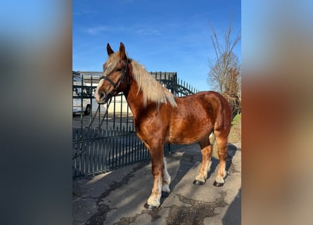 Autres chevaux de trait, Hongre, 5 Ans, 160 cm, Alezan