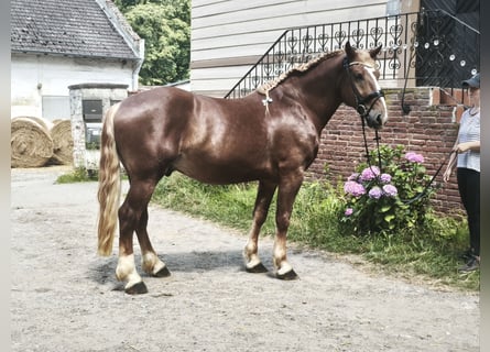 Autres chevaux de trait, Hongre, 5 Ans, 161 cm, Alezan brûlé