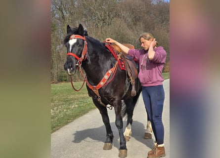 Autres chevaux de trait Croisé, Hongre, 6 Ans, 152 cm, Noir