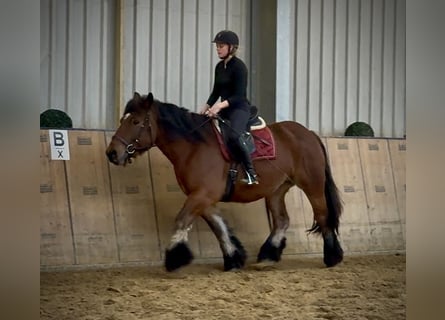 Autres chevaux de trait, Jument, 11 Ans, 152 cm, Bai