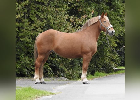 Autres chevaux de trait, Jument, 11 Ans, 155 cm, Alezan