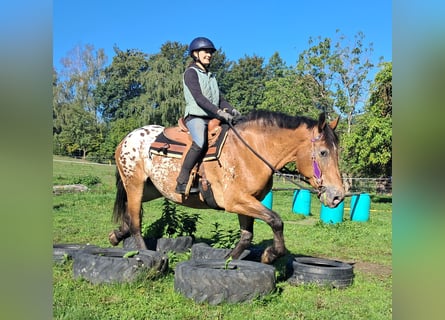 Autres chevaux de trait, Jument, 11 Ans, 163 cm, Léopard