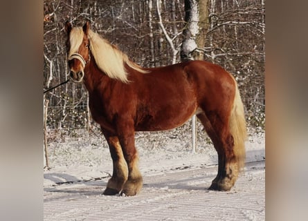 Autres chevaux de trait, Jument, 15 Ans, 164 cm, Bai brun