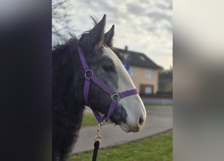 Autres chevaux de trait Croisé, Jument, 1 Année, 140 cm, Peut devenir gris