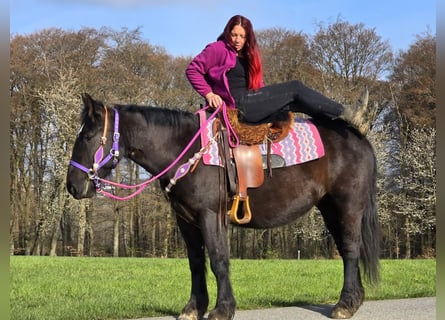 Autres chevaux de trait Croisé, Jument, 4 Ans, 153 cm, Noir