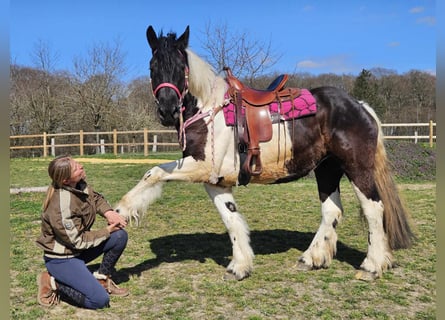 Autres chevaux de trait, Jument, 4 Ans, 157 cm, Pinto