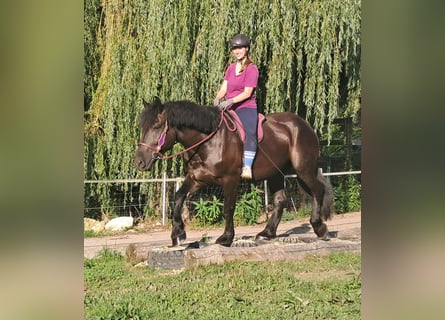 Autres chevaux de trait, Jument, 5 Ans, 162 cm, Noir