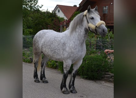 Autres chevaux de trait, Jument, 6 Ans, 156 cm, Gris pommelé