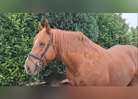 Autres chevaux de trait, Jument, 7 Ans, 157 cm, Alezan cuivré