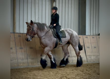 Autres chevaux de trait, Jument, 8 Ans, 170 cm, Aubère