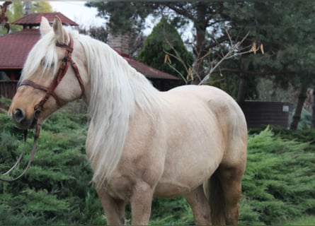 Autres chevaux de trait, Jument, 9 Ans, 163 cm, Palomino