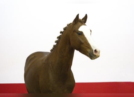 Autres races, Étalon, 2 Ans, 135 cm, Alezan