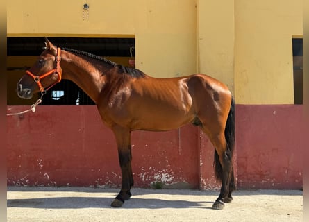 Autres races, Étalon, 3 Ans, 148 cm, Bai