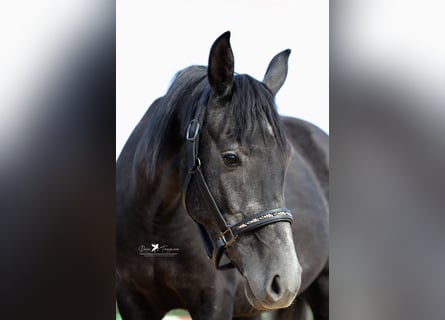 Autres races Croisé, Étalon, 3 Ans, 150 cm, Gris noir