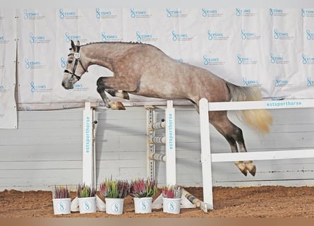 Autres races, Étalon, 3 Ans, 161 cm, Gris
