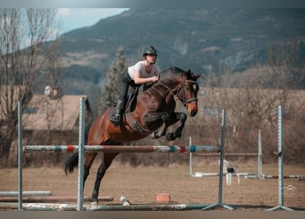 Autres races, Étalon, 5 Ans, 165 cm, Bai brun